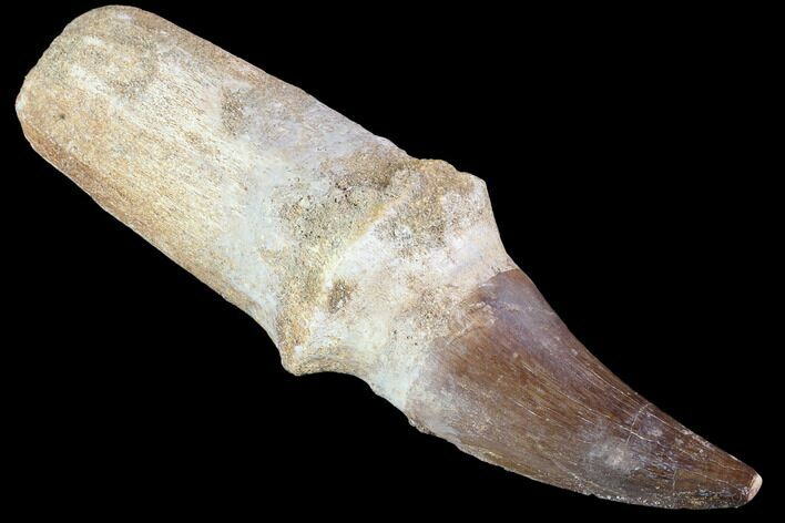 Rooted Mosasaur Tooth - Morocco #87205